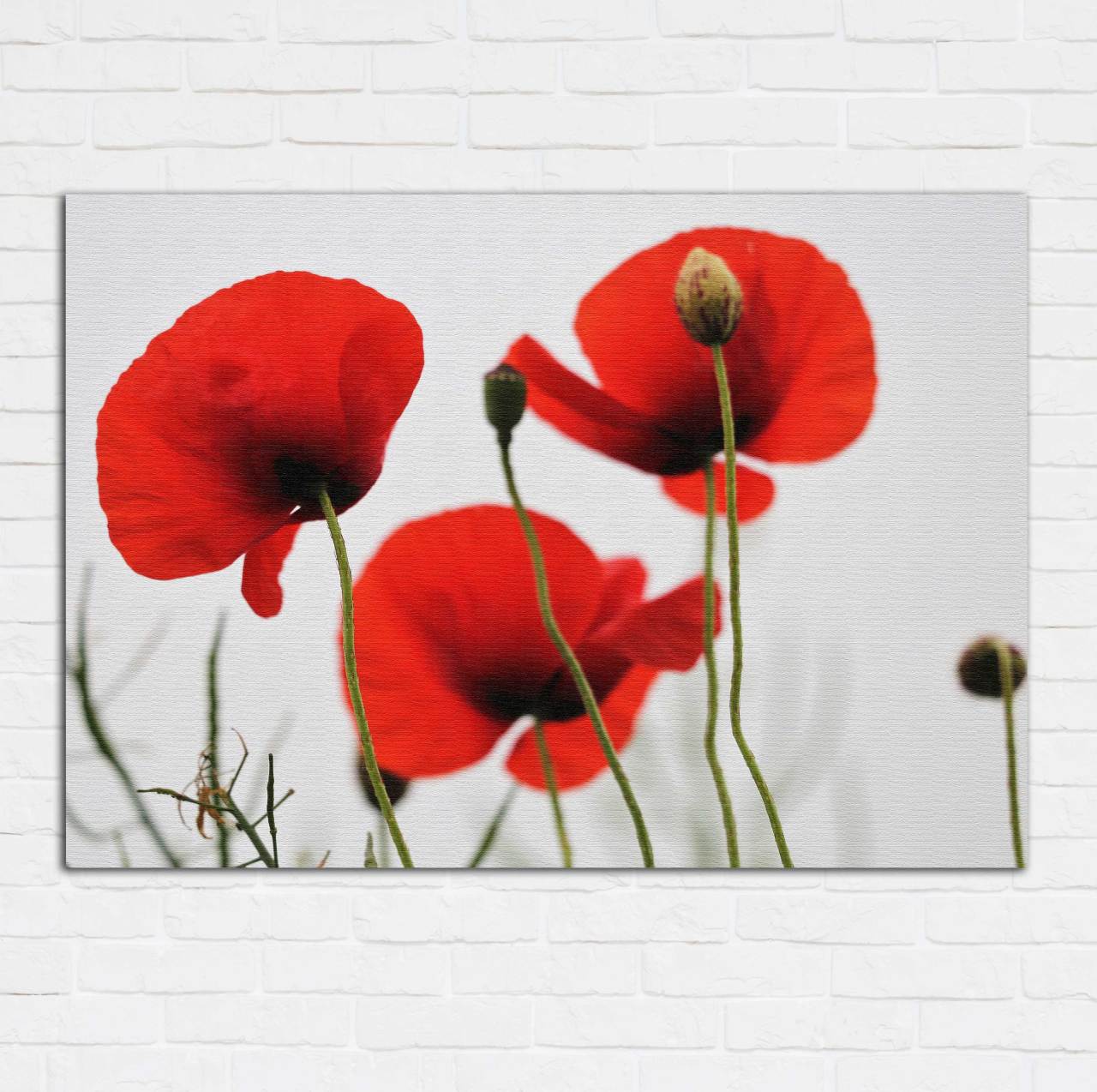 Gelincik Kanvas Tablo 40x60