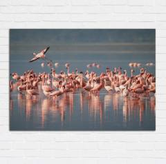Flamingo Topluluğu Kanvas Tablo